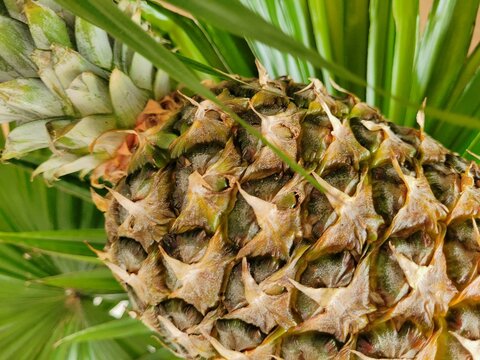 Pineapple – tasty tropical fruit.