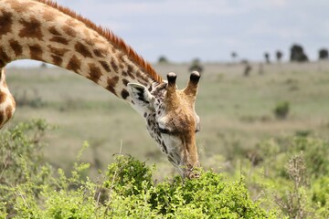 giraffe eating grass