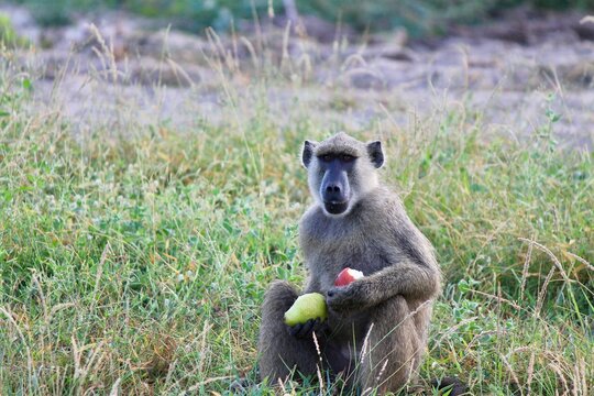 baboon sitting on the grass