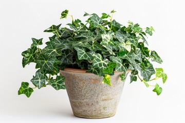 English Ivy in Flowerpot Closeup, Hedera Helix Macro House Plant in Flowerpot, Copy Space