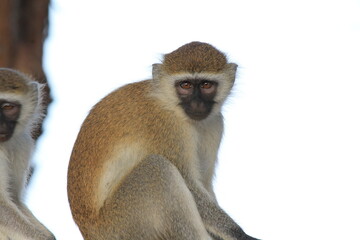 a long macaque