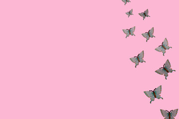 Flying butterflies on a pink background. Minimal concept. Copy space.