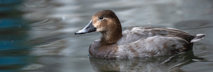 Duck swims in the pond