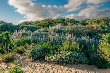 Fototapeta na wymiar Wilderness area. Shrubs, and wildflowers. Colony of Silvery Lupine (Lupinus argenteus), beautiful the pea-like blue wildflowers in bloom, and the cloudy sky