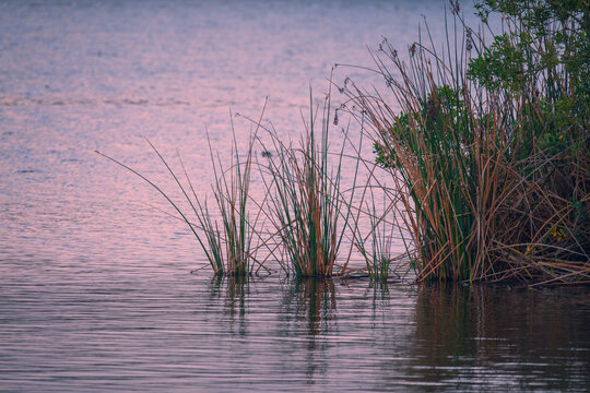 Marsh grass, and calm water surface of the lake reflects pink sky after sunset. oso Flaco Lake natural area, CA