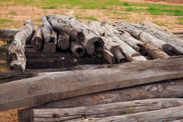 Fototapeta premium an old log is lying in the sun