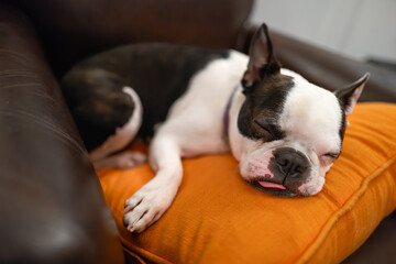 Boston Terrier dog sleeping on an orange cushion on a leather chair. She has a little bit of her tongue out. - 761806225