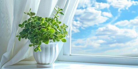 Peperomia in Flowerpot on White Sun Window, Philodendron House Plant in Flowerpot, Copy Space