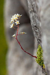 Fleur de haute Savoie 