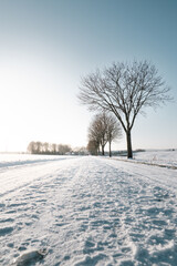 Verschneiter Weg und kahle Bäume im winterlichen Gegenlicht