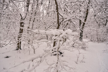 tree branch covered with snow in a winter forest close-up