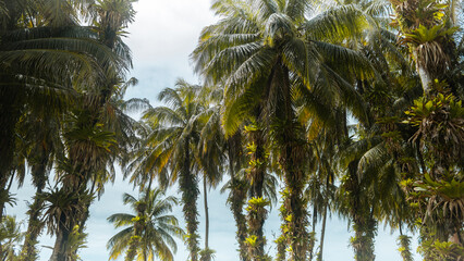 Bocas del Toro, Panamá.