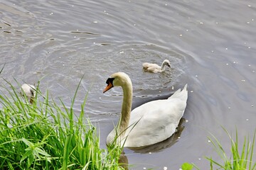 Schwanenfamilie auf dem See