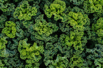An aerial shot capturing the geometric precision of freshly cultivated kale fields, a testament to...