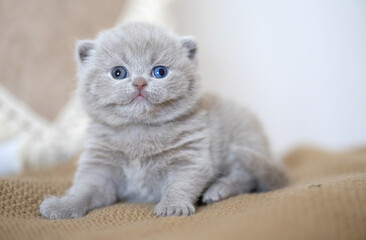 Edle und imposante Britisch Kurzhaar Kitten