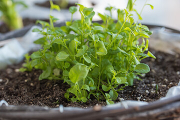 small seedlings in a pot, Planting young seedlings on spring day