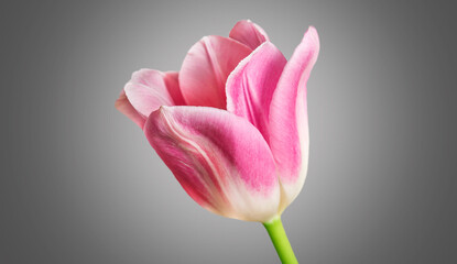 Pink tulip flower on black and white background