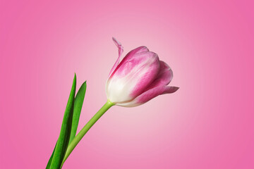 pink tulip flower on a bright background