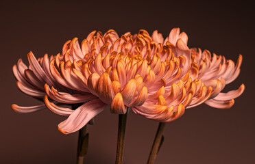 Illustration of flower chrysanthemum