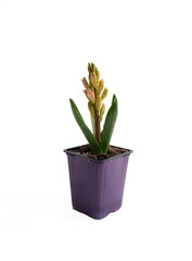 Baby pink hyacinth flower in a pot