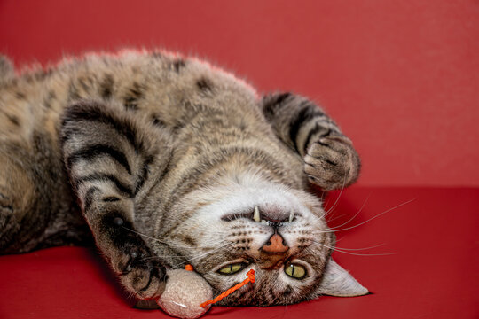 Cat portrait with red background