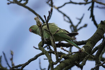 A Ring-necked Parakeet or Rose-ringed Parakeet (Psittacula krameri) in a British park