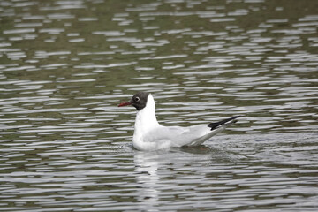 Black-headed Gull (Chroicocephalus ridibundus)