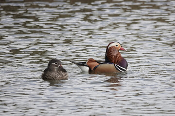 A pair of Mandarin Ducks (Aix galericulata) in the British countryside