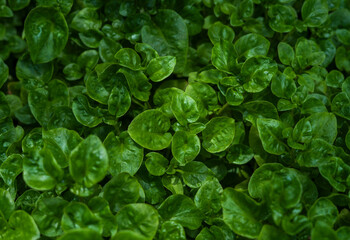 Spinach leaves vegan background, brazilian spinach plant top view texture - 761815844