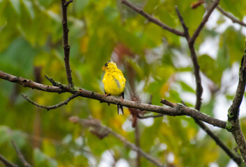 Goldfinch bird