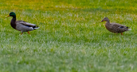 ducks in the grass