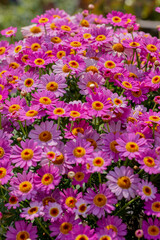 花壇に咲く、ピンクのマーガレットの花の風景