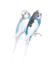 a pair of cute blue budgerigars. png. 
