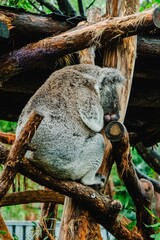 Koala on the tree 