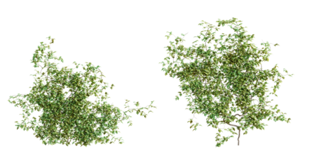 Vitis creeper plant, isolated on transparent background. 3D render. 3D illustration.
