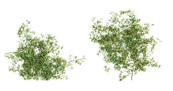 Vitis creeper plant, isolated on transparent background. 3D render. 3D illustration.
