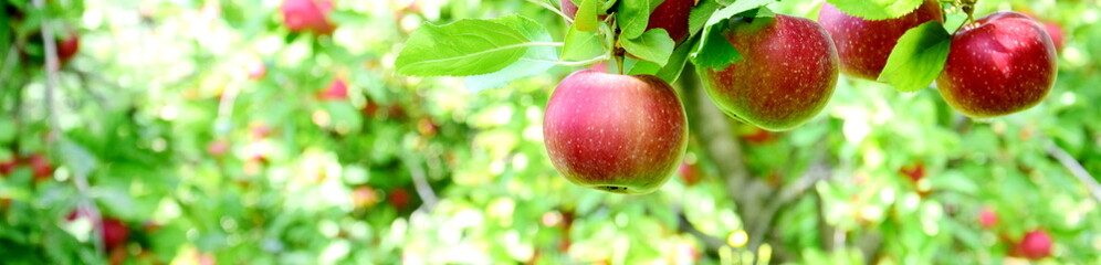 Ripe red apples - apple orchards in South Tyrol shortly before the apple harvest	