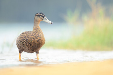 Portrait of a wild Pacific black duck (Anas superciliosa) wading in a freshwater lagoon with reeds...