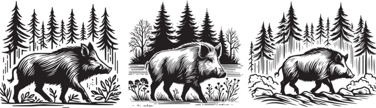 wild boar illustration vector black and white 