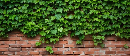 The brick wall is beautifully adorned with lush green ivy leaves, creating a stunning facade. The vibrant plant adds a touch of nature to the brickwork