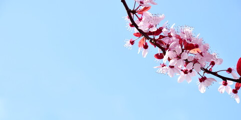 Ornamental cherry blossoms in front of blue sky - background	