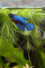 Aquarium fish female betta blue swims to the surface of the water, selective focus, vertical orientation.
