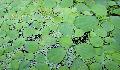 Plants Pistia (Pistia stratiotes) and duckweed (lat. Lémna mínor) on the surface of the aquarium, selective focus, horizontal orientation. - 761822869
