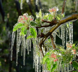 Apple tree blossoms under a layer of ice after frost irrigation at night - Lana near Merano in South Tyrol