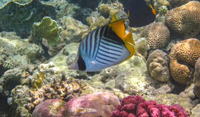 Threadfin butterflyfish (Chaetodon auriga) in the Red Sea, Egypt. Butterfly Fish near Coral Reef in the Ocean over Colorful Coral Reef.