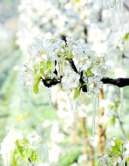 Pear blossoms under a layer of ice, frost protection with frost protection irrigation in Lana in South Tyrol	