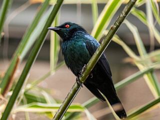 Fototapeta premium The Cape starling, red-shouldered glossy-starling or Cape glossy starling (Lamprotornis nitens)