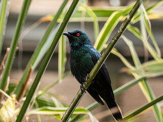Naklejka premium The Cape starling, red-shouldered glossy-starling or Cape glossy starling (Lamprotornis nitens)