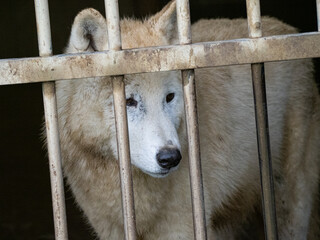 Caged white wolf. Captivity cruelty isolated. Animal welfare