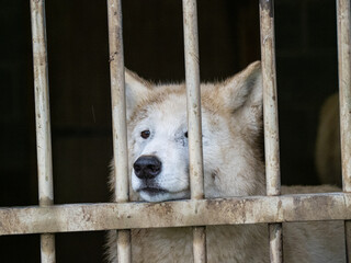 Caged white wolf. Captivity cruelty isolated. Animal welfare